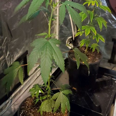 GF 21-001 growlog timeline photo
