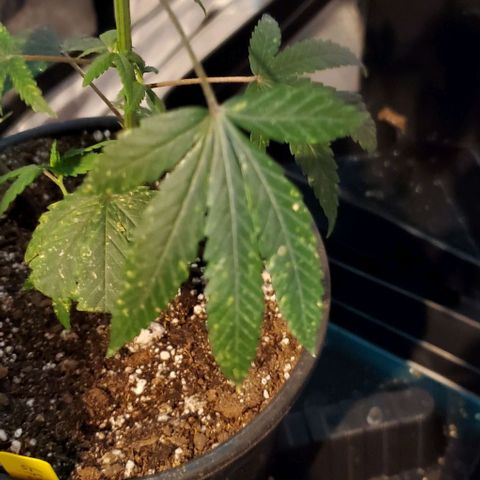 GF 21-001 growlog timeline photo