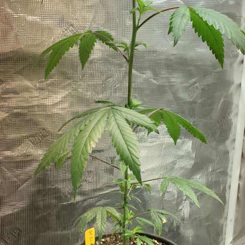 GF 21-001 growlog timeline photo