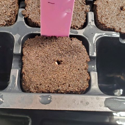 B.F. MEM-S21-001 growlog timeline photo