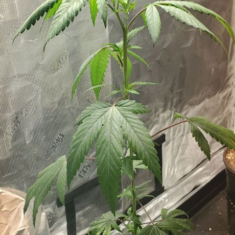 GF 21-001 growlog timeline photo