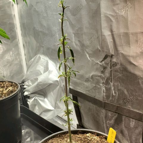 GF 21-001 growlog timeline photo