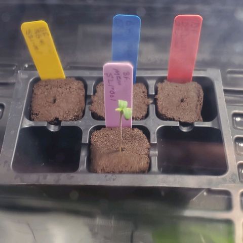 B.F. MEM-S21-001 growlog timeline photo