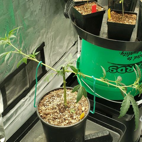 GF 21-001 growlog timeline photo