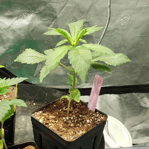 B.F. MEM-S21-001 growlog timeline photo