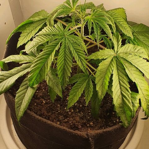Dance World growlog photo: Back from holidays. Remove leaves. Topping and bending