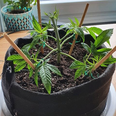 Dance World growlog photo: Back from holidays. Remove leaves. Topping and bending