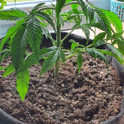 Dance World growlog photo: Back from holidays. Remove leaves. Topping and bending