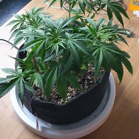 Dance World growlog timeline photo