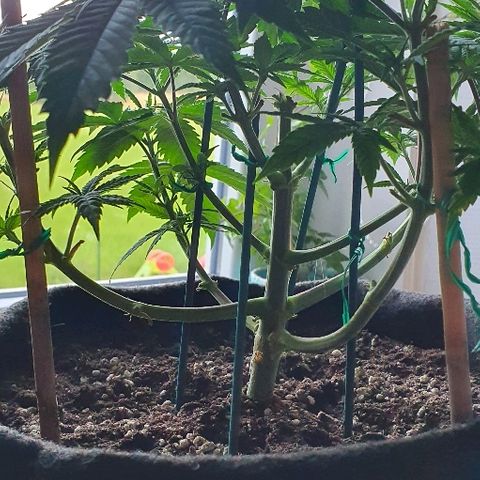 Dance World growlog timeline photo