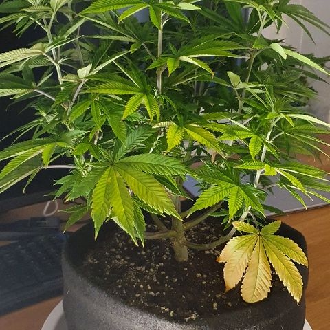 Dance World growlog timeline photo