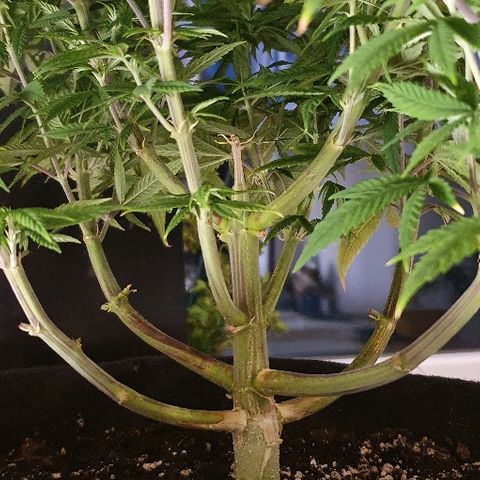 Dance World growlog timeline photo