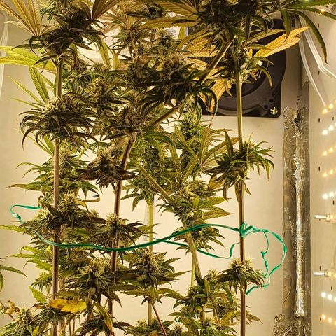 Dance World growlog timeline photo