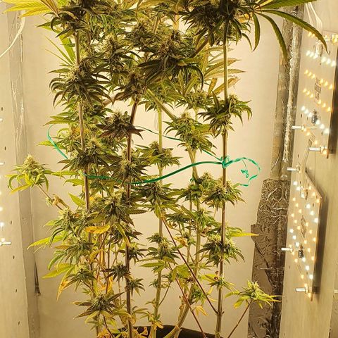 Dance World growlog timeline photo