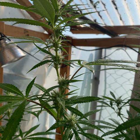 Davina  growlog photo: Trim fan leaves that were yellow 
3 x P @whole tab 