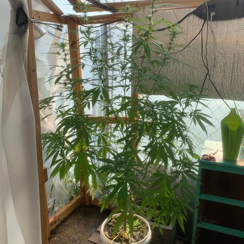 Davina  growlog photo: Trim fan leaves that were yellow 
3 x P @whole tab 