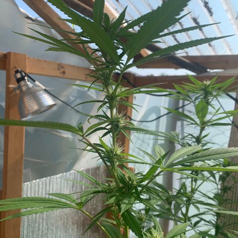 Davina  growlog timeline photo