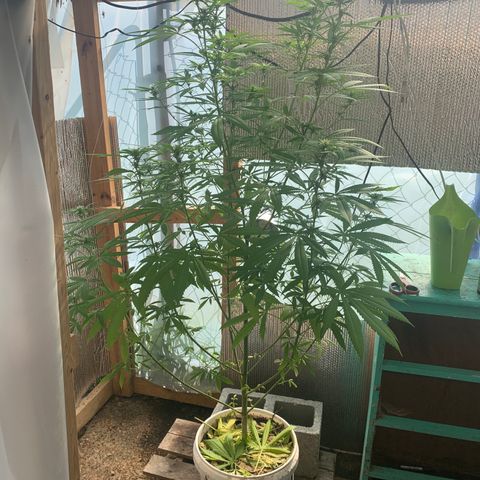 Davina  growlog timeline photo