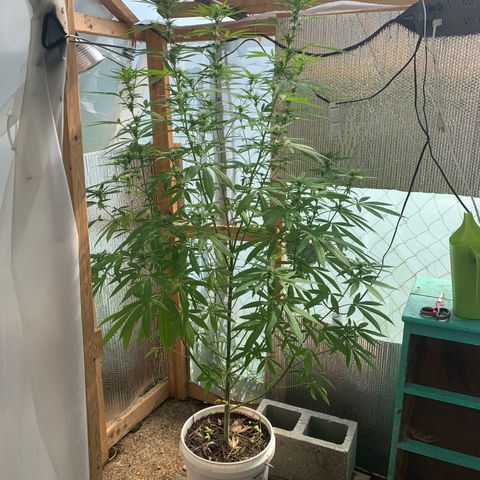 Davina  growlog timeline photo