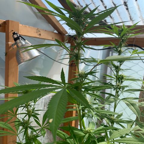 Davina  growlog timeline photo