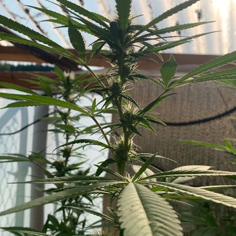 Davina  growlog timeline photo
