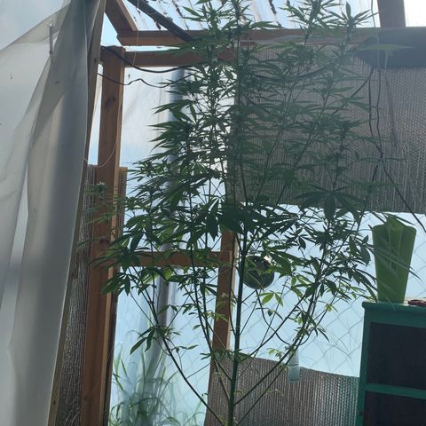 Davina  growlog timeline photo
