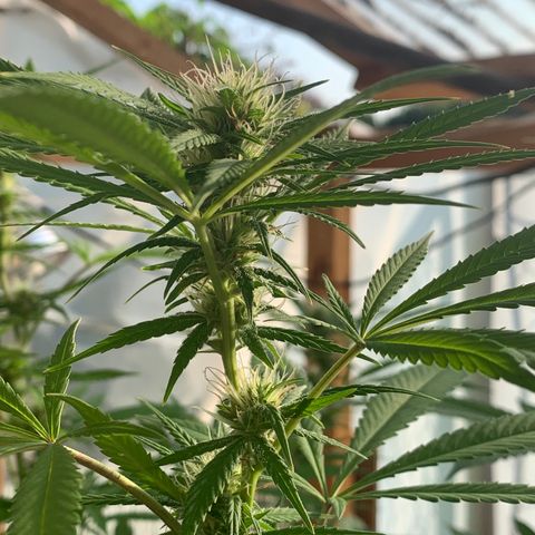 Davina  growlog timeline photo