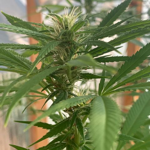Davina  growlog timeline photo