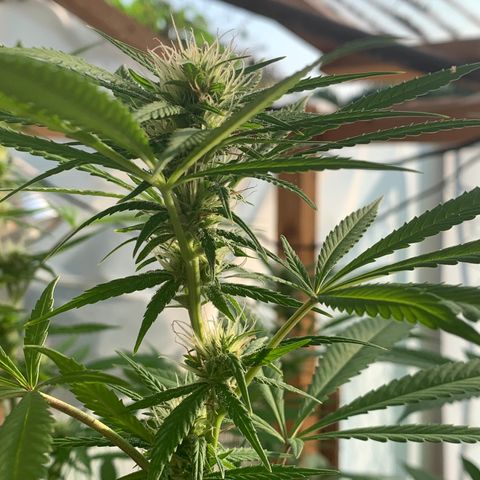 Davina  growlog timeline photo