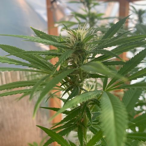 Davina  growlog timeline photo