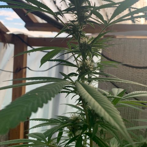 Davina  growlog timeline photo