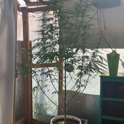 Davina  growlog timeline photo