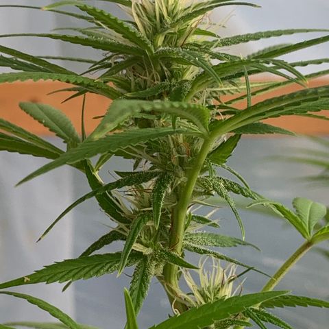 Davina  growlog timeline photo