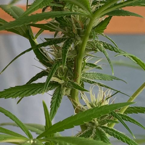 Davina  growlog timeline photo