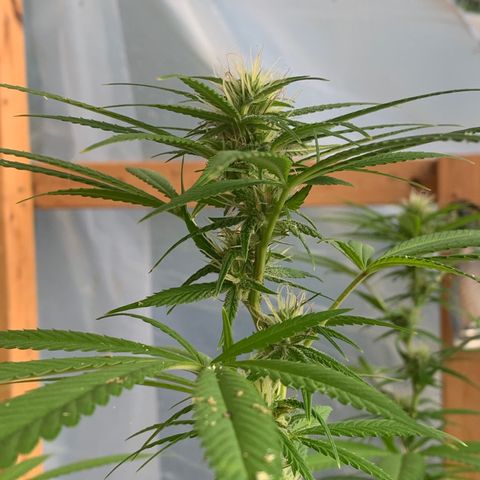 Davina  growlog timeline photo