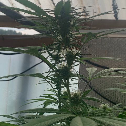 Davina  growlog timeline photo