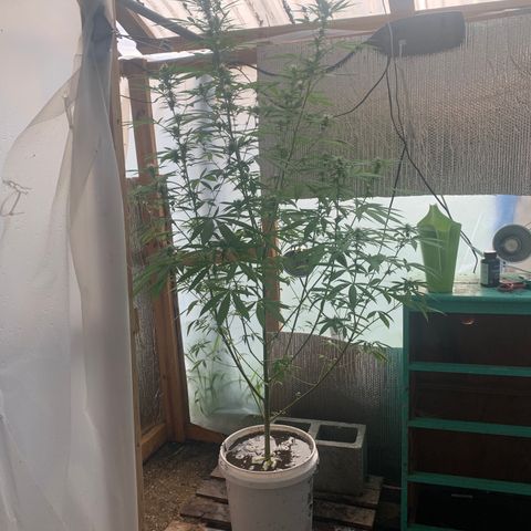 Davina  growlog timeline photo