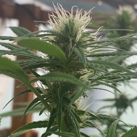 Davina  growlog timeline photo