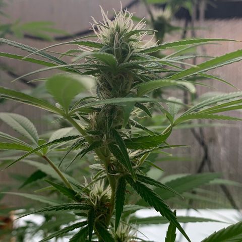 Davina  growlog timeline photo