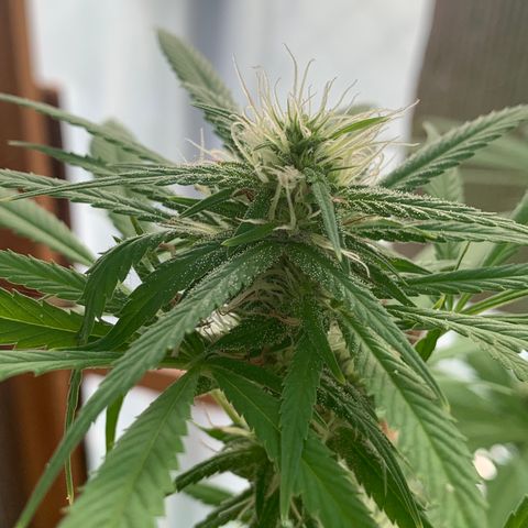 Davina  growlog timeline photo