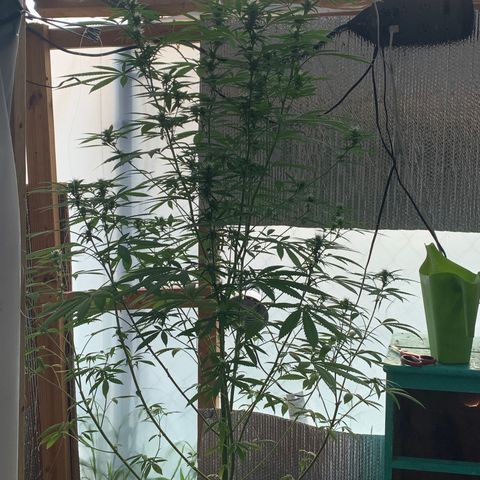 Davina  growlog timeline photo