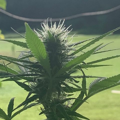 Davina  growlog timeline photo
