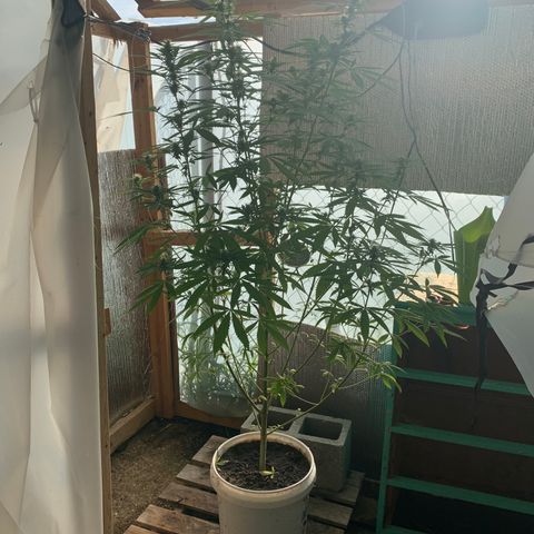 Davina  growlog timeline photo