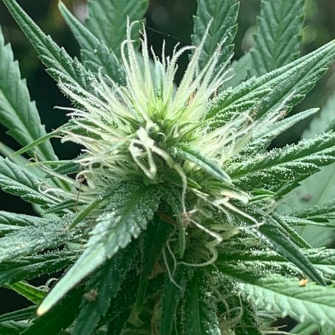 Davina  growlog timeline photo