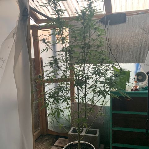 Davina  growlog timeline photo