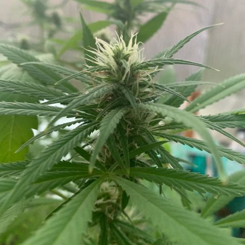Davina  growlog timeline photo