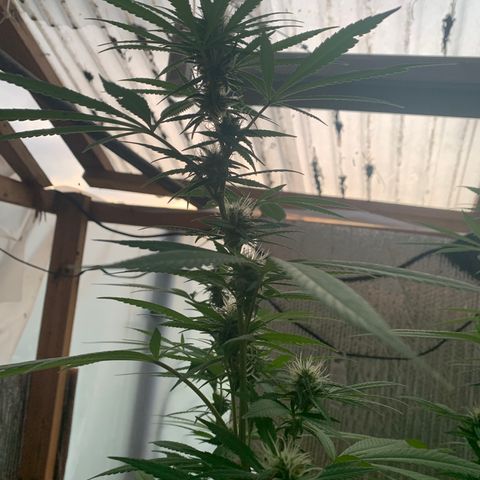 Davina  growlog timeline photo