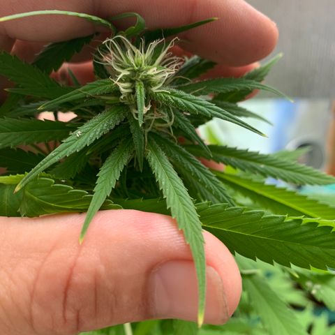 Davina  growlog timeline photo