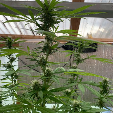 Davina  growlog timeline photo