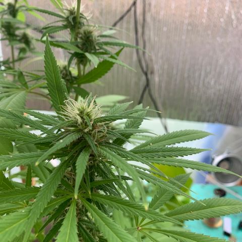 Davina  growlog timeline photo